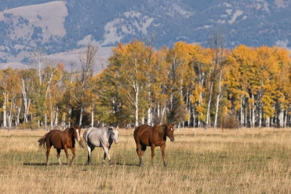 Picture of HORSES JUST OUTSIDE-GRAND TETON NATIONAL PARK-WYOMING