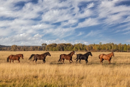 Picture of HORSES JUST OUTSIDE-GRAND TETON NATIONAL PARK-WYOMING