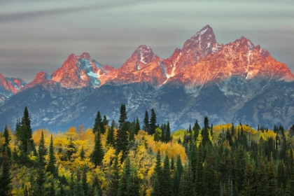 Picture of AUTUMN VIEW OF TETON RANGE AT SUNRISE-GRAND TETON NATIONAL PARK-WYOMING