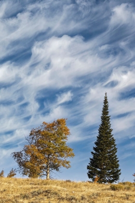 Picture of TWO TREES ON RIDGE AND CLOUD FORMATION-GRAND TETON NATIONAL PARK-WYOMING