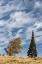 Picture of TWO TREES ON RIDGE AND CLOUD FORMATION-GRAND TETON NATIONAL PARK-WYOMING