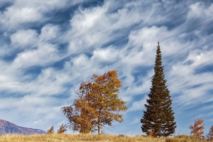 Picture of TWO TREES ON RIDGE AND CLOUD FORMATION-GRAND TETON NATIONAL PARK-WYOMING