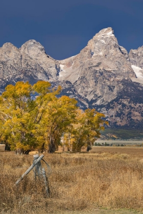 Picture of FENCEPOST-COTTONWOOD TREES AND TETON RANGE IN AUTUMN-GRAND TETON NATIONAL PARK-WYOMING