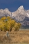 Picture of FENCEPOST-COTTONWOOD TREES AND TETON RANGE IN AUTUMN-GRAND TETON NATIONAL PARK-WYOMING