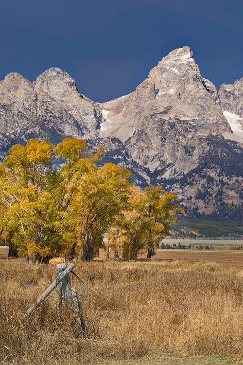 Picture of FENCEPOST-COTTONWOOD TREES AND TETON RANGE IN AUTUMN-GRAND TETON NATIONAL PARK-WYOMING