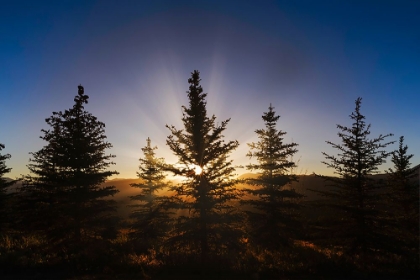 Picture of PINE TREES SILHOUETTED AT SUNSET-GRAND TETON NATIONAL PARK-WYOMING