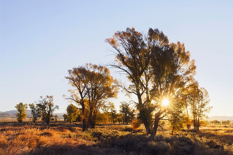 Picture of SUNRISE THROUGH COTTONWOOD TREES-GRAND TETON NATIONAL PARK-WYOMING