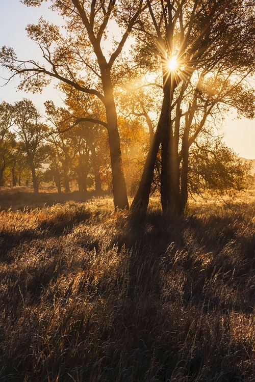 Picture of SUNRISE THROUGH COTTONWOOD TREES-GRAND TETON NATIONAL PARK-WYOMING