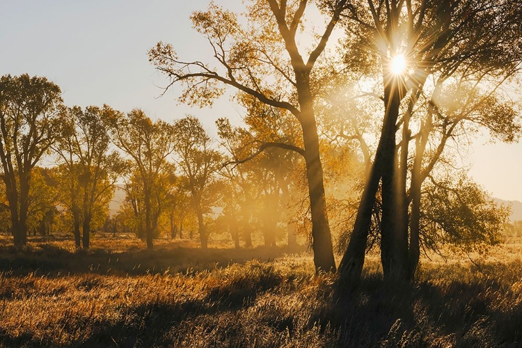 Picture of SUNRISE THROUGH COTTONWOOD TREES-GRAND TETON NATIONAL PARK-WYOMING