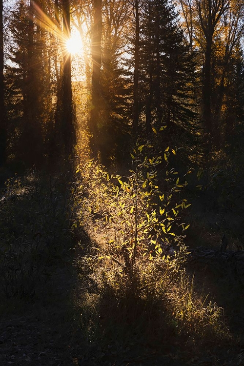 Picture of SUNRISE THROUGH COTTONWOOD TREES-GRAND TETON NATIONAL PARK-WYOMING