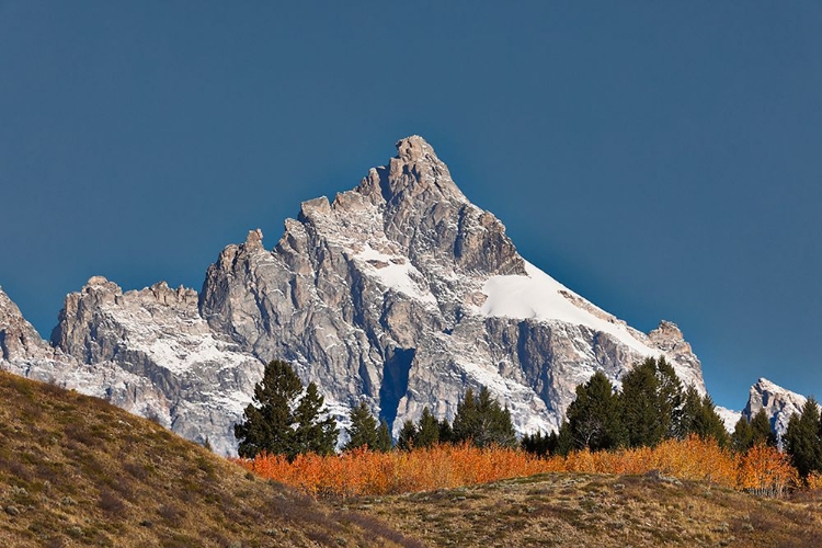 Picture of ASPEN GROVE IN FRONT OF TETON RANGE-GRAND TETON NATIONAL PARK-WYOMING