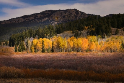 Picture of AUTUMN VIEW OF WILLOWS AND ASPEN GROVES-GRAND TETON NATIONAL PARK-WYOMING