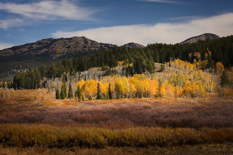 Picture of AUTUMN VIEW OF WILLOWS AND ASPEN GROVES-GRAND TETON NATIONAL PARK-WYOMING