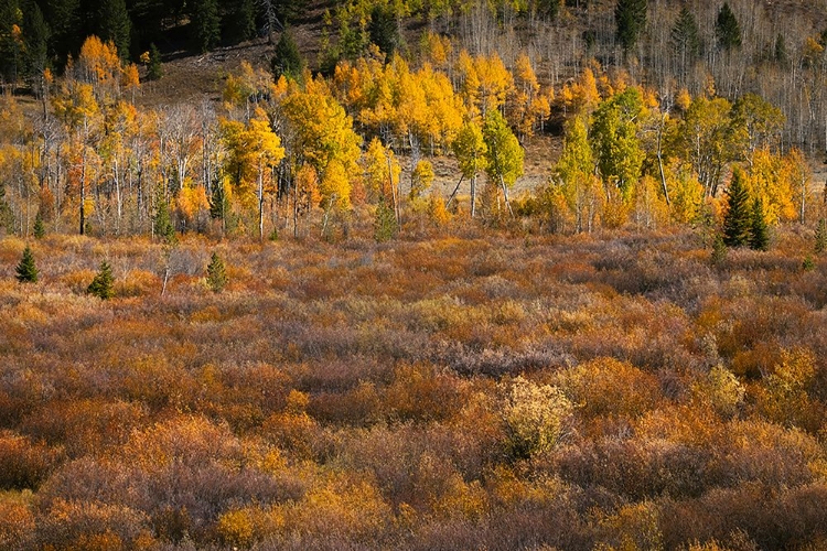 Picture of AUTUMN VIEW OF WILLOWS AND ASPEN GROVES-GRAND TETON NATIONAL PARK-WYOMING