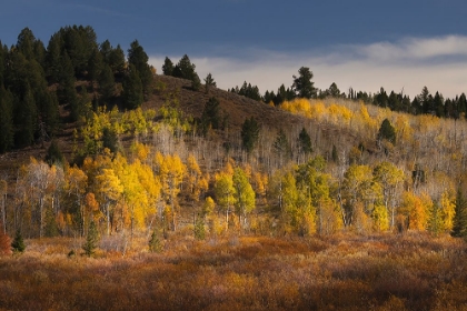 Picture of AUTUMN VIEW OF WILLOWS AND ASPEN GROVES-GRAND TETON NATIONAL PARK-WYOMING
