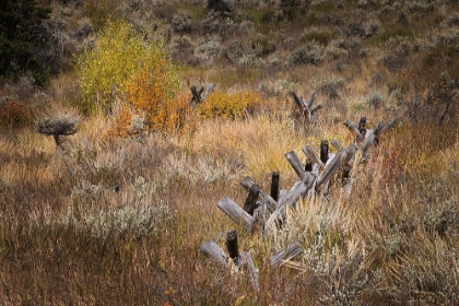 Picture of RAIL FENCE IN AUTUMN-GRAND TETON NATIONAL PARK-WYOMING