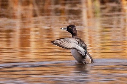 Picture of RING-NECKED DUCK-GRAND TETON NATIONAL PARK-WYOMING