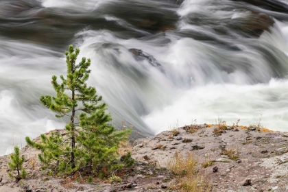Picture of SMALL EVERGREEN TREE ALONG FIREHOLE RIVER-YELLOWSTONE NATIONAL PARK-WYOMING