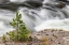 Picture of SMALL EVERGREEN TREE ALONG FIREHOLE RIVER-YELLOWSTONE NATIONAL PARK-WYOMING