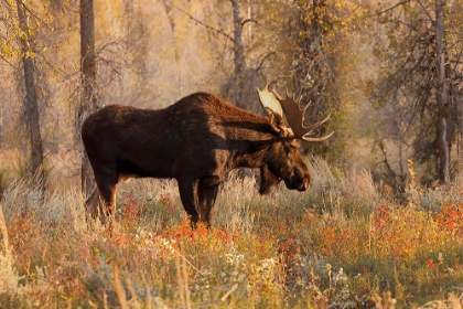 Picture of BULL MOOSE IN AUTUMN-GRAND TETON NATIONAL PARK-WYOMING