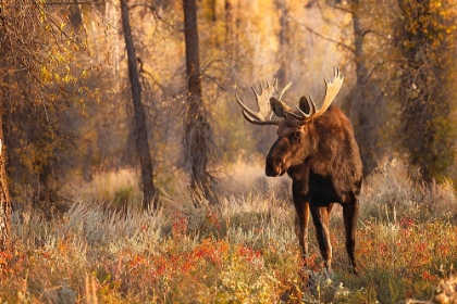 Picture of BULL MOOSE IN AUTUMN-GRAND TETON NATIONAL PARK-WYOMING