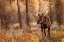 Picture of BULL MOOSE IN AUTUMN-GRAND TETON NATIONAL PARK-WYOMING