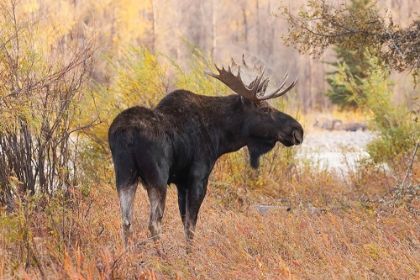 Picture of BULL MOOSE IN AUTUMN-GRAND TETON NATIONAL PARK-WYOMING