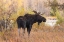 Picture of BULL MOOSE IN AUTUMN-GRAND TETON NATIONAL PARK-WYOMING