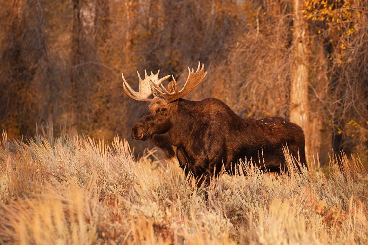 Picture of BULL MOOSE IN AUTUMN-GRAND TETON NATIONAL PARK-WYOMING