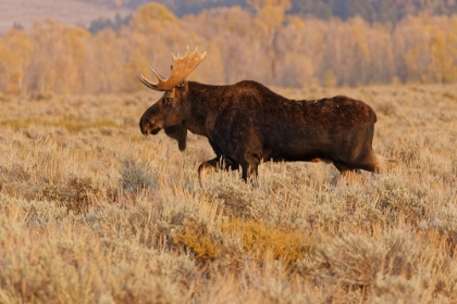 Picture of BULL MOOSE IN AUTUMN-GRAND TETON NATIONAL PARK-WYOMING