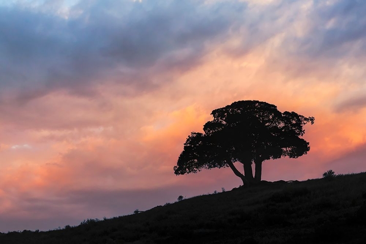 Picture of SINGLE TREE SILHOUETTED AT SUNRISE-YELLOWSTONE NATIONAL PARK-WYOMING