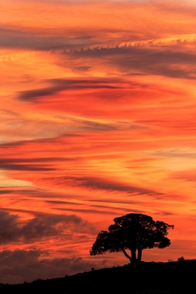 Picture of SINGLE TREE SILHOUETTED AT SUNRISE-YELLOWSTONE NATIONAL PARK-WYOMING