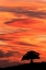 Picture of SINGLE TREE SILHOUETTED AT SUNRISE-YELLOWSTONE NATIONAL PARK-WYOMING