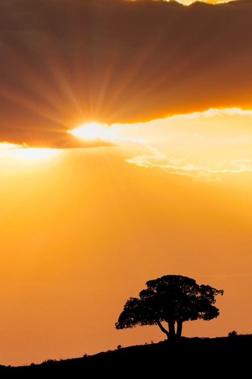 Picture of SINGLE TREE SILHOUETTED AT SUNRISE-YELLOWSTONE NATIONAL PARK-WYOMING