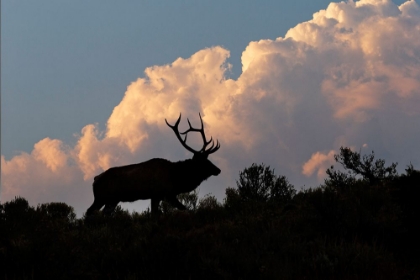 Picture of BULL ELK OR WAPITI SILHOUETTED ON RIDGE AT SUNRISE-YELLOWSTONE NATIONAL PARK-WYOMING