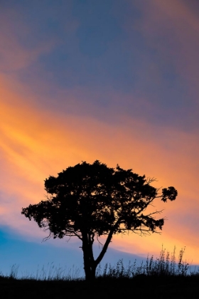 Picture of SINGLE TREE SILHOUETTED AT SUNRISE-YELLOWSTONE NATIONAL PARK-WYOMING