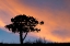 Picture of SINGLE TREE SILHOUETTED AT SUNRISE-YELLOWSTONE NATIONAL PARK-WYOMING
