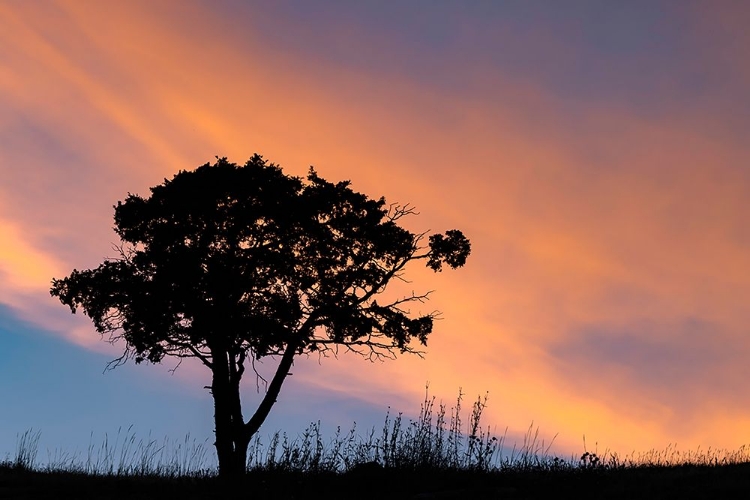 Picture of SINGLE TREE SILHOUETTED AT SUNRISE-YELLOWSTONE NATIONAL PARK-WYOMING