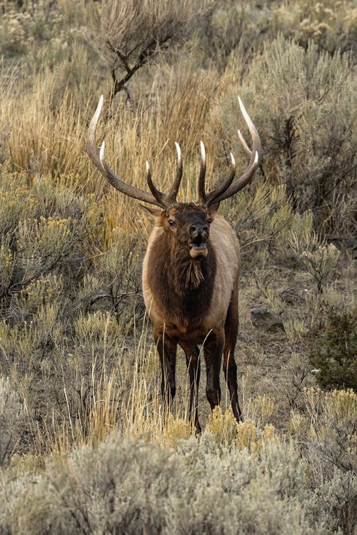 Picture of BULL ELK BUGLING OR WAPITI-YELLOWSTONE NATIONAL PARK-WYOMING