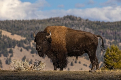 Picture of AMERICAN BISON YELLOWSTONE NATIONAL PARK-WYOMING