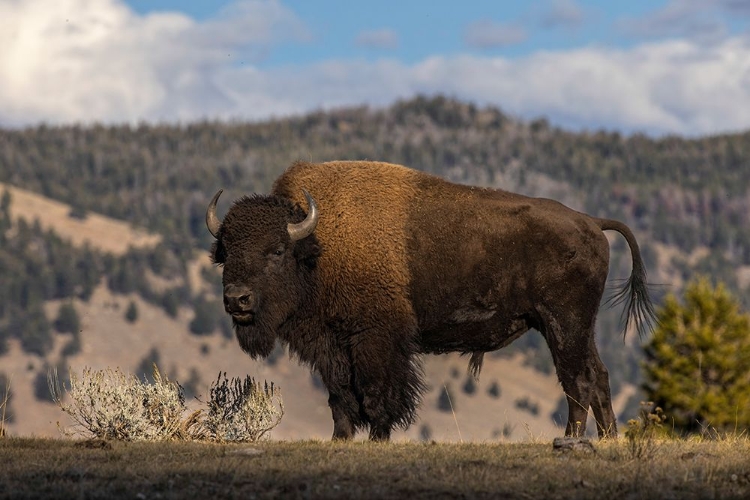 Picture of AMERICAN BISON YELLOWSTONE NATIONAL PARK-WYOMING