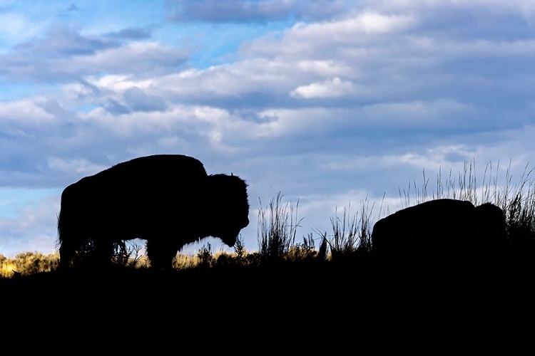 Picture of AMERICAN BISON SILHOUETTE YELLOWSTONE NATIONAL PARK-WYOMING