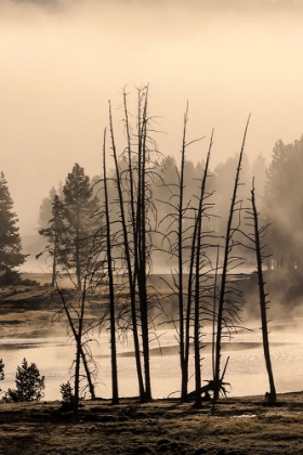 Picture of DEAD TREES NEAR GEOTHERMAL FEATURE-YELLOWSTONE NATIONAL PARK-WYOMING