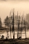 Picture of DEAD TREES NEAR GEOTHERMAL FEATURE-YELLOWSTONE NATIONAL PARK-WYOMING