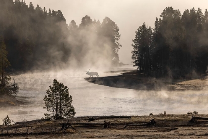 Picture of MORNING MIST ON YELLOWSTONE RIVER-YELLOWSTONE NATIONAL PARK-WYOMING