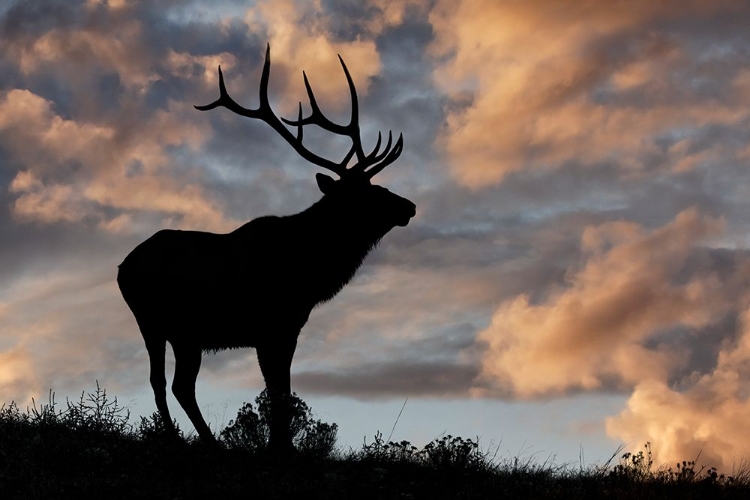 Picture of BULL ELK OR WAPITI SILHOUETTED AT SUNRISE ON RIDGE-YELLOWSTONE NATIONAL PARK-WYOMING