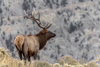 Picture of BULL ELK OR WAPITI-YELLOWSTONE NATIONAL PARK-WYOMING