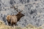 Picture of BULL ELK OR WAPITI-YELLOWSTONE NATIONAL PARK-WYOMING