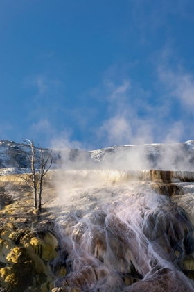 Picture of COLORFUL TRAVERTINE SLOPE WITH YELLOW AND BROWN CYANOBACTERIA-MAMMOTH HOT SPRINGS