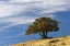 Picture of SINGLE CEDAR TREE ON RIDGE TOP-YELLOWSTONE NATIONAL PARK-WYOMING